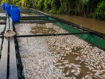 Ratusan Ikan Warga Kalimantan Mendadak Mati