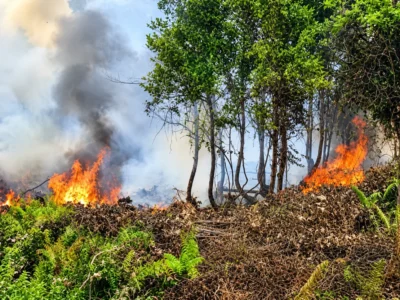 Kebakaran hutan dan lahan mengancam target FOLU Net Sink 2030 Indonesia.