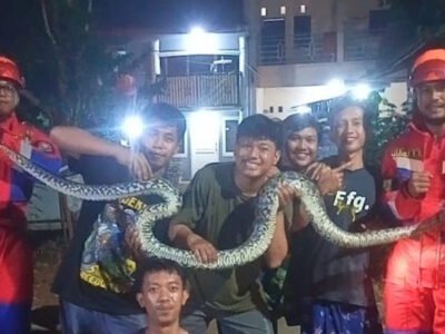 Ular Sanca Muncul Tengah Malam di Permukiman Citeureup, Warga Panik Minta Bantuan Tim Rescue