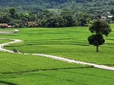 Dikira Ubud Bali, Ternyata Panorama Sawah Hijau Ini Berada di Desa Bantarkuning Cariu Kabupaten Bogor