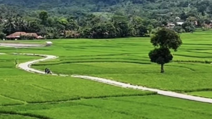 Dikira Ubud Bali, Ternyata Panorama Sawah Hijau Ini Berada di Desa Bantarkuning Cariu Kabupaten Bogor