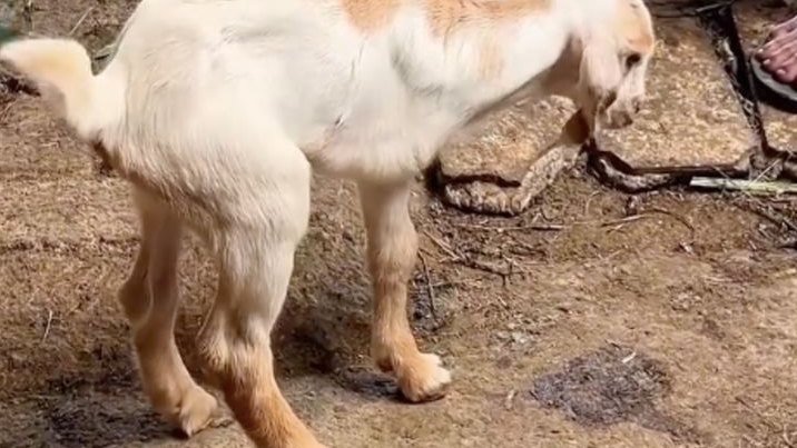 Viral! Anak Kambing Berkaki Tiga Lahir di Ciluar Bogor, Warga Berbondong-bondong Datangi Peternakan