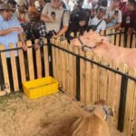 Kontes Sapi Monster di Kabupaten Bogor Dorong Pengembangan Peternakan Lokal