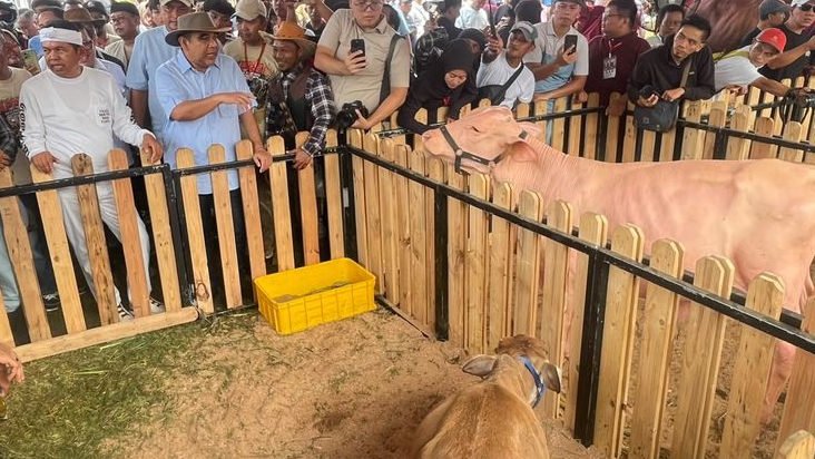 Kontes Sapi Monster di Kabupaten Bogor Dorong Pengembangan Peternakan Lokal