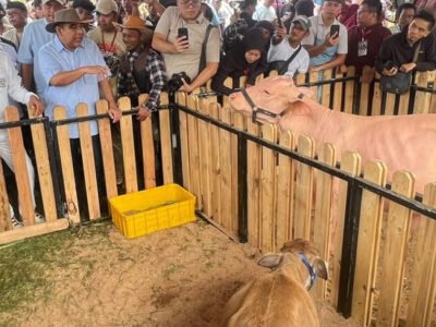 Kontes Sapi Monster di Kabupaten Bogor Dorong Pengembangan Peternakan Lokal